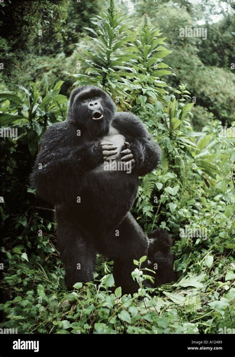 Silverback Mountain Gorilla Beating His Chest Rwanda Photographer Sjaak