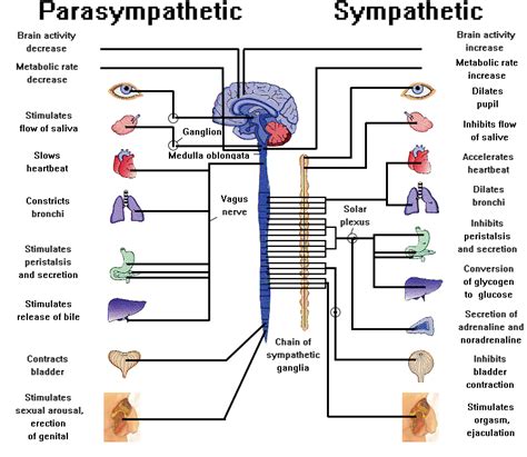 In most cases, the sympathetic and parasympathetic divisions work in contrast to one another. autonomic nervous system | Autonomic nervous system ...