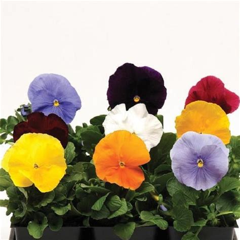 Pansy Seeds Pansy Matrix Clear Mix 25 Seeds Extra Large Etsy Flower