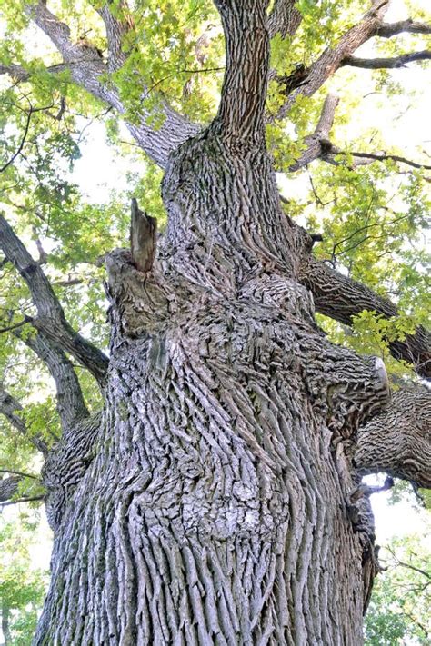 One Large Oak Tree Close Up Stock Image Image Of Rough Large 60582829