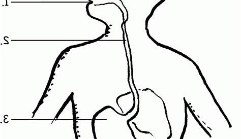 Digestive System Coloring Page - Coloring Home