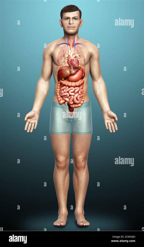 3d Rendered Medically Accurate Illustration Of Male Internal Organs