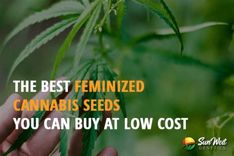 The Best Feminized Cannabis Seeds You Can Buy At Low Cost Sunwest