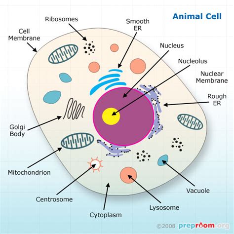 The organelle in an animal cell where ribosomes are made is the. Info Library, 100s of pages of useful science education ...