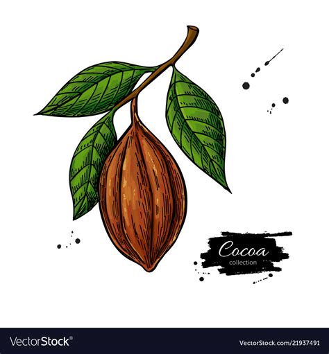 Cocoa Branch Superfood Drawing Organic Royalty Free Vector