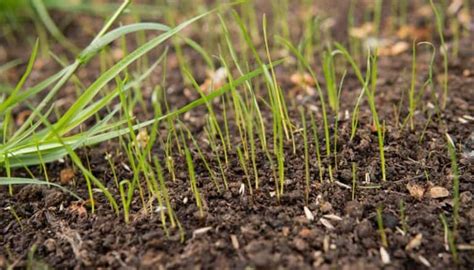 Grass Seed Germination Temperature Chart Guide To Growing A Lush Lawn