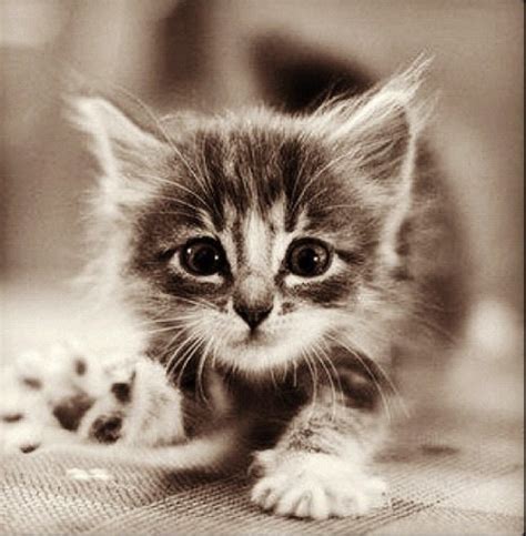 Adorable Kitten On Tumblr