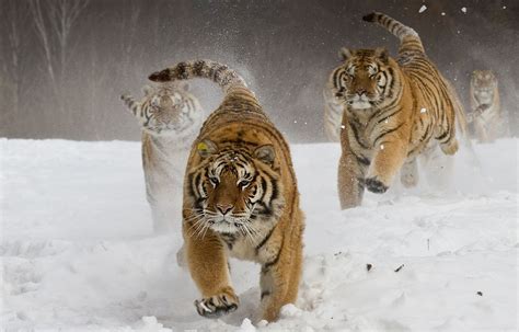 1024x1024 Siberian Tigers 1024x1024 Resolution Hd 4k Wallpapers Images