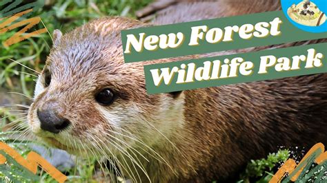 Visit The New Forest Wildlife Park With Me Youtube