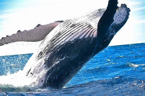 هل تعلم أنّ معظم الأفيال تزن أقل من لسان الحوت الأزرق. الحوت الأزرق أكبر الحيوانات على وجه الأرض..حقائق مدهشة عن ...