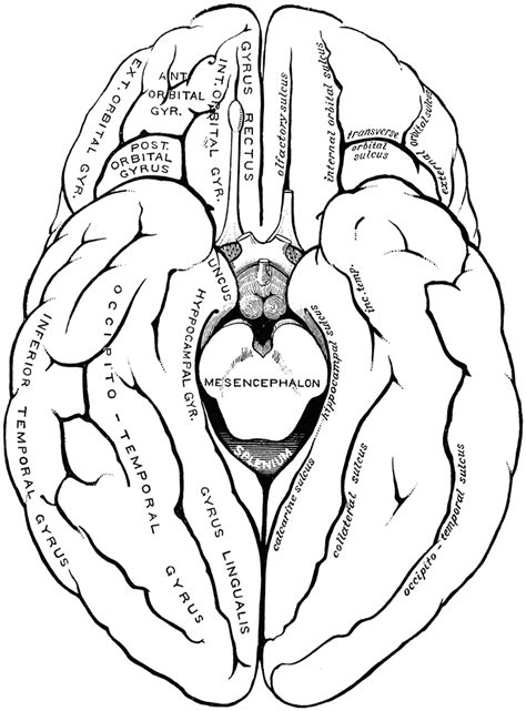 Gyri And Sulci On The Brain Clipart Etc