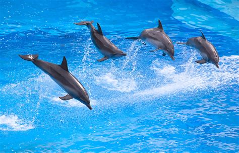 Delfines Saltando En El Mar Azul Dolphins In The Blue Sea Wallpaper