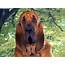 Bloodhound  Hound Dogs Wallpaper 15363688 Fanpop