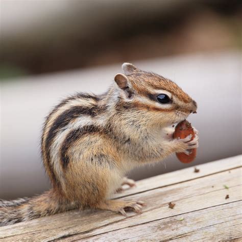 Chipmunk Removal And Control Chipmunk Removal For Businesses Abc