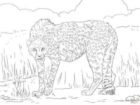 Get This Free Printable Cheetah Coloring Pages Twp29