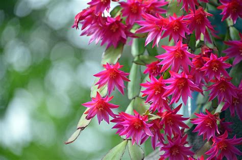 Christmas cactus species can bloom year after year. Why Are My Christmas Cactus Leaves Turning Yellow ...