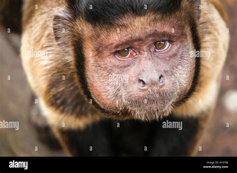 Top Down Head And Shoulders Shot Of A Black Capped Capuchin Monkey