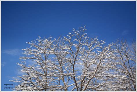 Free Images Tree Branch Snow Winter Wing White Leaf Flower