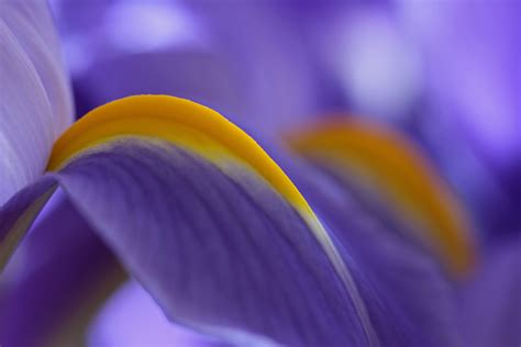 Purple Iris Abstract Flower Phootgraphy Fine Art Juergen