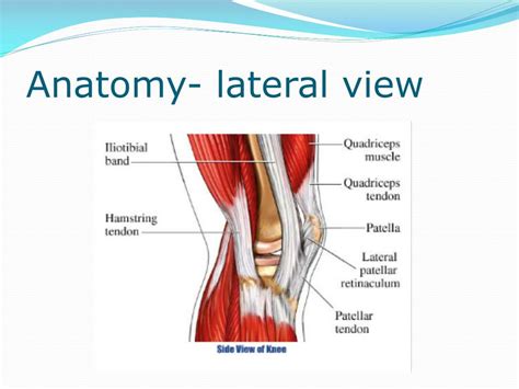 Knee Anatomy Lateral View