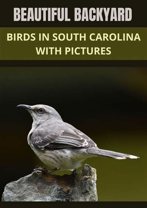 Beautiful Backyard Birds In South Carolina With Pictures In 2022