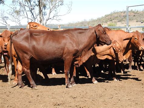 57 Ptic Droughtmaster Cows Listing Cattlesales
