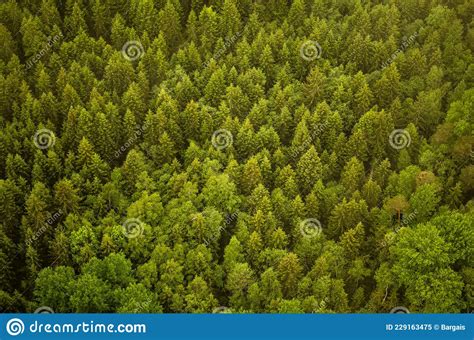 Healthy Green Trees In A Forest Of Old Spruces Captured From Above