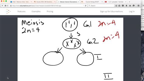 Tutorial Quick Meiosis Overview Youtube