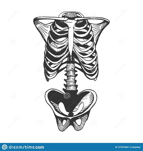 Human Torso Bones Stock Vector Illustration Of Biological 127574561