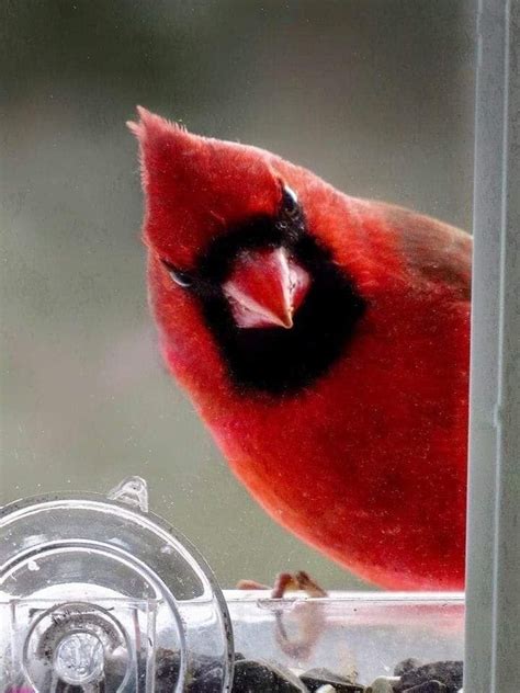 Cardinal Heres Looking At You Beautiful Birds Bird Pictures