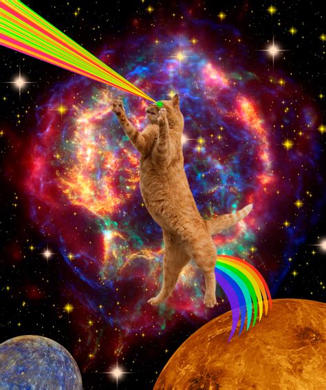 Cats In Space