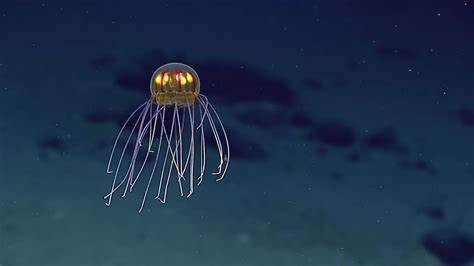 Real Monstrosities Pretty Little Jellyfish