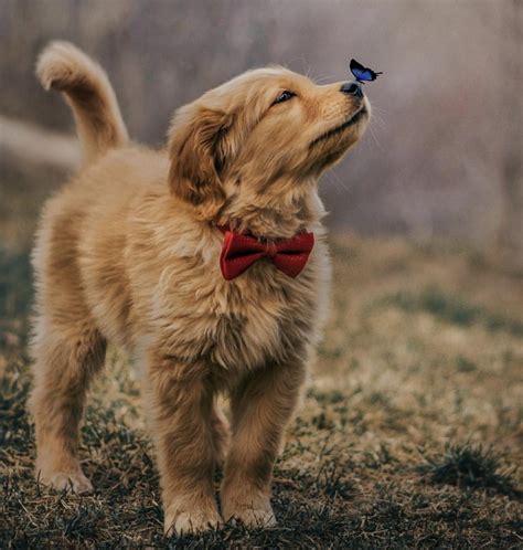 Cute Puppy With A Butterfly On The Nose Tinypetstube
