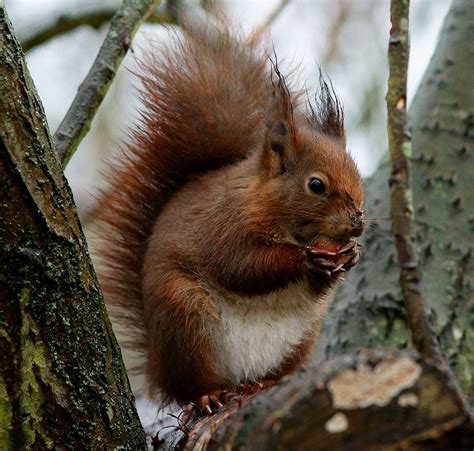 Woodland Squirrel At The British Wildlife Centre Newchape Flickr