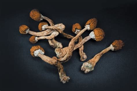 Restrictions On Psilocybin Magic Mushrooms Are Easing As Research Ramps Up Scientific American