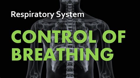 Control Of Breathing Respiratory System 05 Anatomy And Physiology