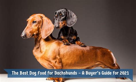 The Best Dog Food For Dachshunds A Buyers Guide For 2021