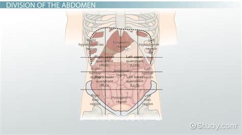 In order to make it easier to describe the anatomy and to assess patients' conditions, the abdomen can be divided into regions, according to various systems. The 4 Abdominal Quadrants: Regions & Organs - Video & Lesson Transcript | Study.com