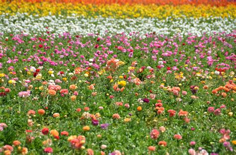 However, there are greek and latin references of a number of authors have also associated the ancient greek askaulos with the bagpipe. The Flower Fields - Wikipedia