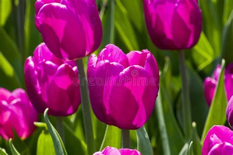 Beautiful Dark Purple Tulips Stock Photo Image Of Shape Magenta