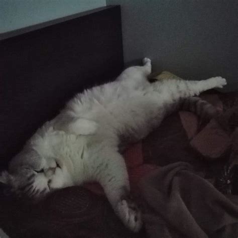 Sleepyhead 😆 Cat Home Bed Scottishfold Happycat Happy Cat Scottish