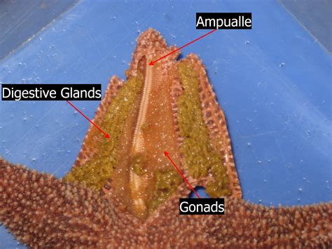 Diagram Of Star Fish With Label Starfish Anatomy Biology Wise Jajan