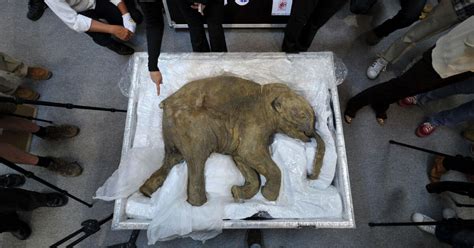 Russian Woolly Mammoth Remains Give Glimmer Of Hope For Cloning