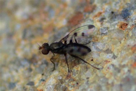 Identifying Biting Flies Cascade Pest Control