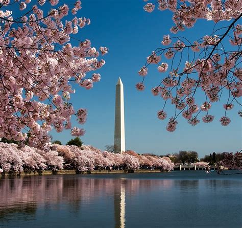 Cherry Blossoms In Bloom Along The Potomac River In Washington D C
