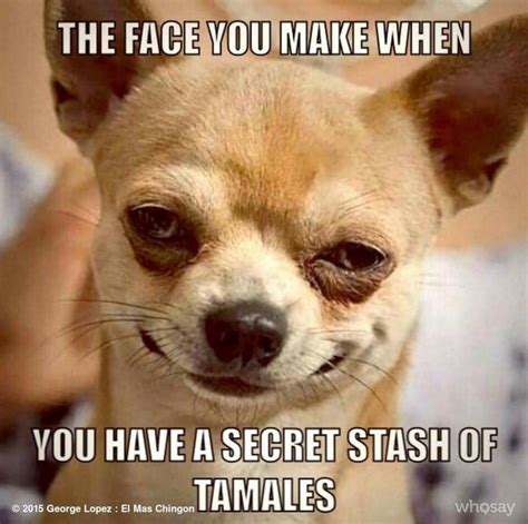 Pin By Beverly Chavez On Pets Mexican Funny Memes Mexican Jokes Tamales