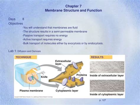 Ppt Chapter 7 Membrane Structure And Function Powerpoint Presentation