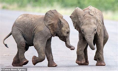 The Young Elephants Were Captured Barging Into Each Other As They Played Together Elephant