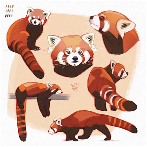 Red Panda Drawing Reference Letisha Mattingly