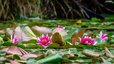 Leaf Pink Water Lilies Flowers Wallpapers 1920x1080